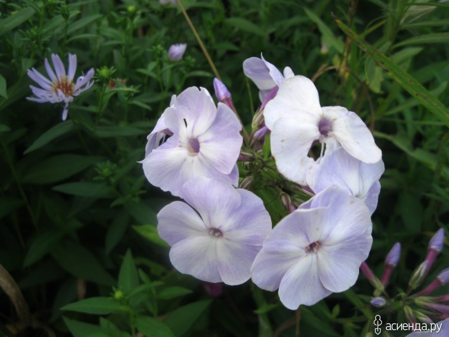 Гименокаллис рисунок