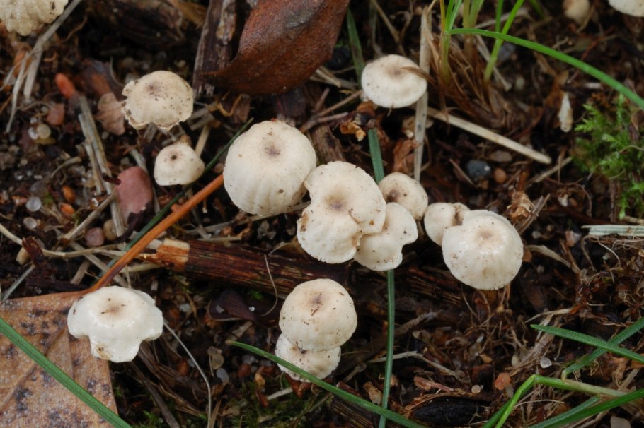 Marasmius wettsteinii