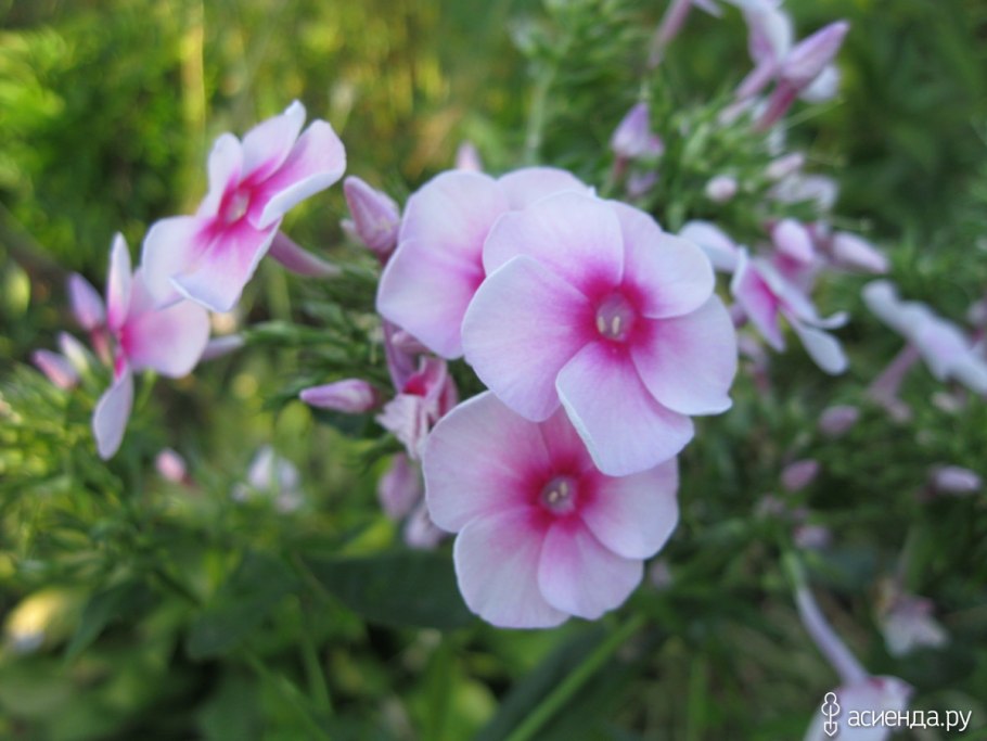 Чесночник еврейский