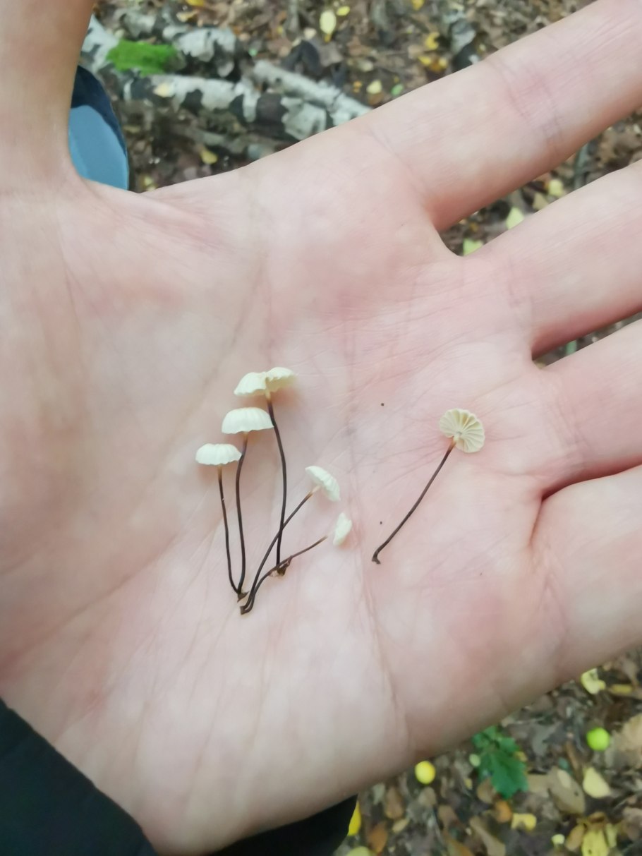 Колесовидный цветок