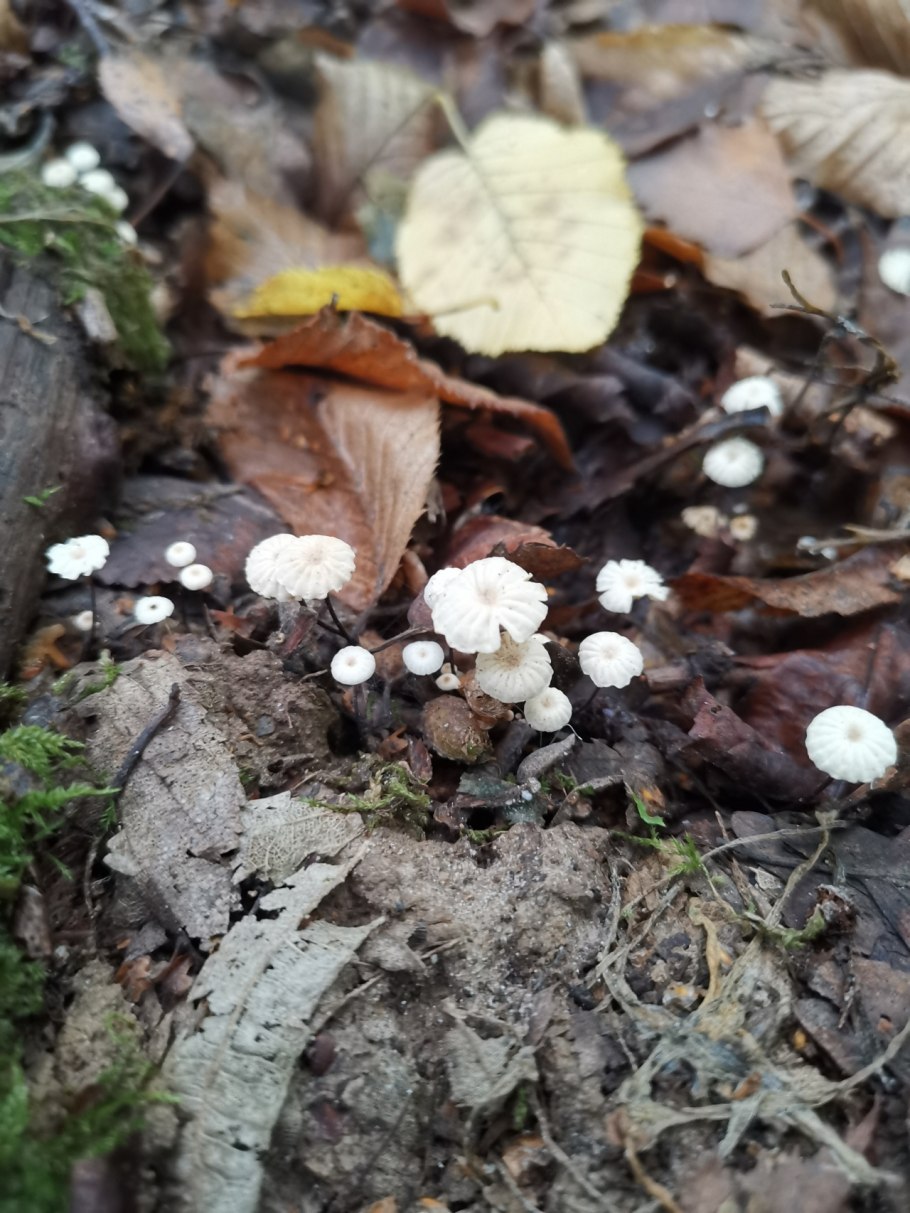 Флокс белый с розовой серединкой