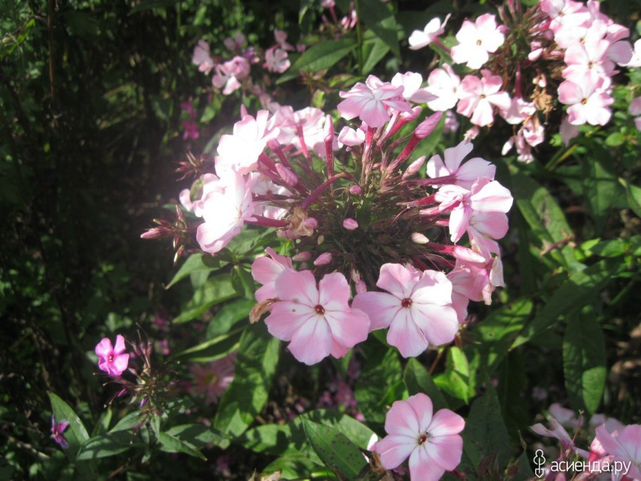 Флокс метельчатый