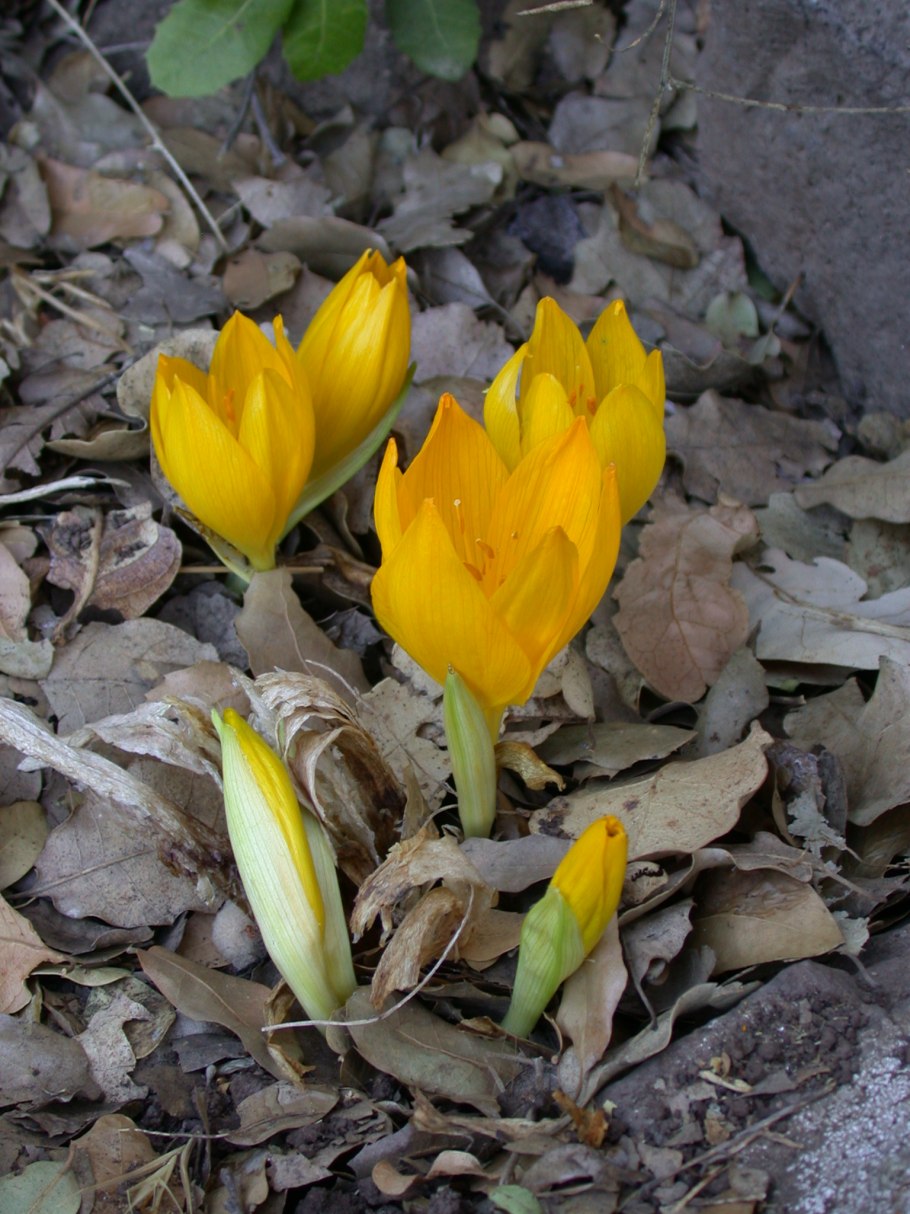 Штернбергия lutea