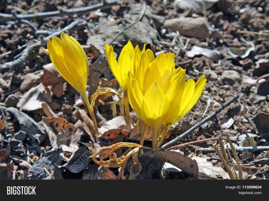 Штернбергия кандида