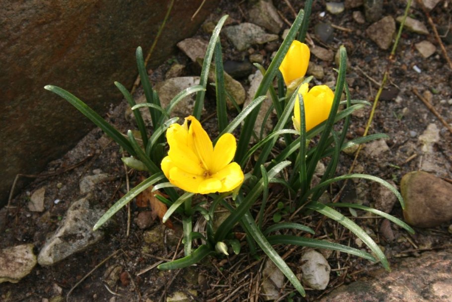 Штернбергия (sternbergia) lutea