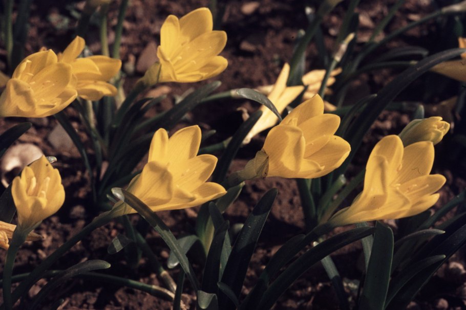 Колхикум безвременник желтый
