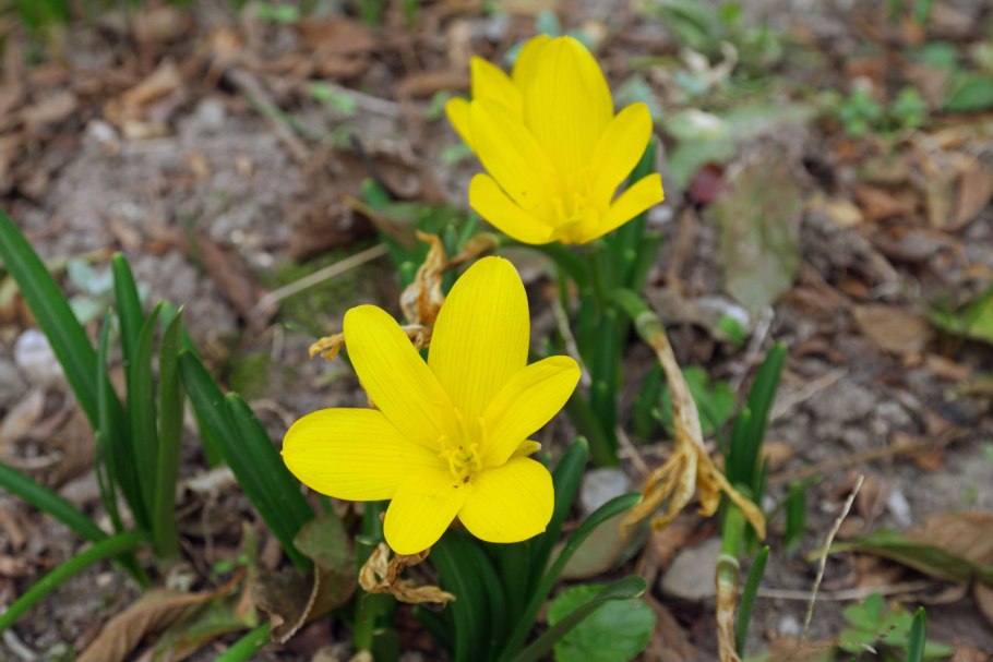 Штернбергия жёлтая