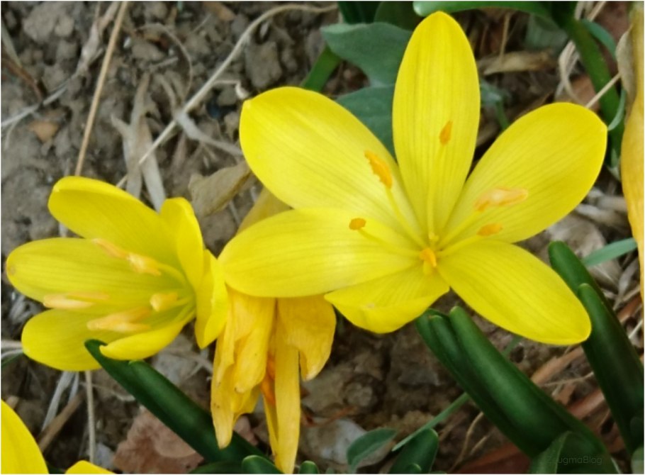 Штернбергия lutea