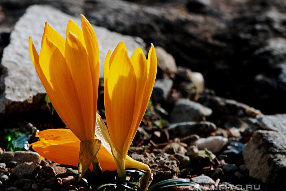 Штернбергия зимовникоцветковая
