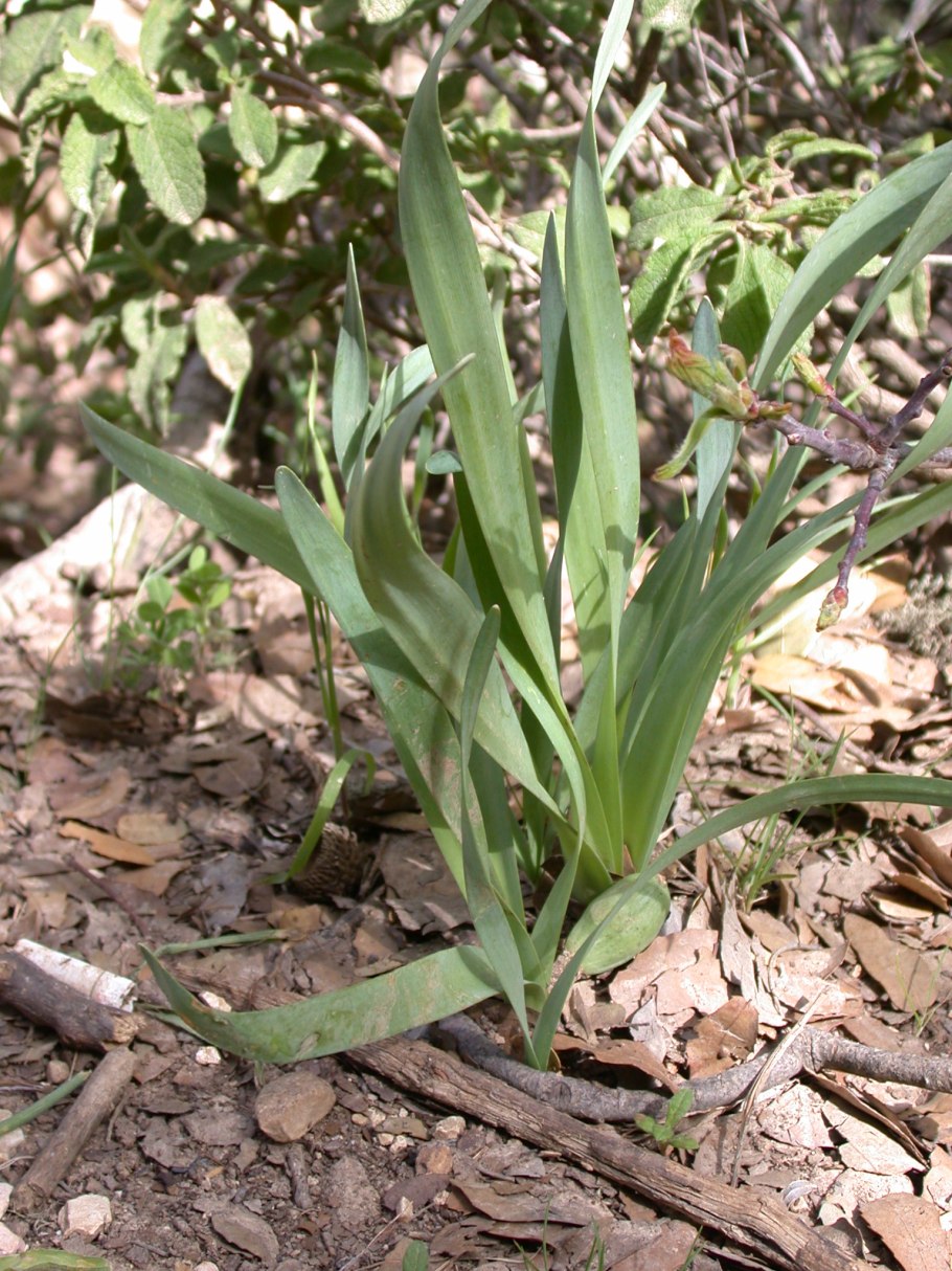 Штернбергия lutea