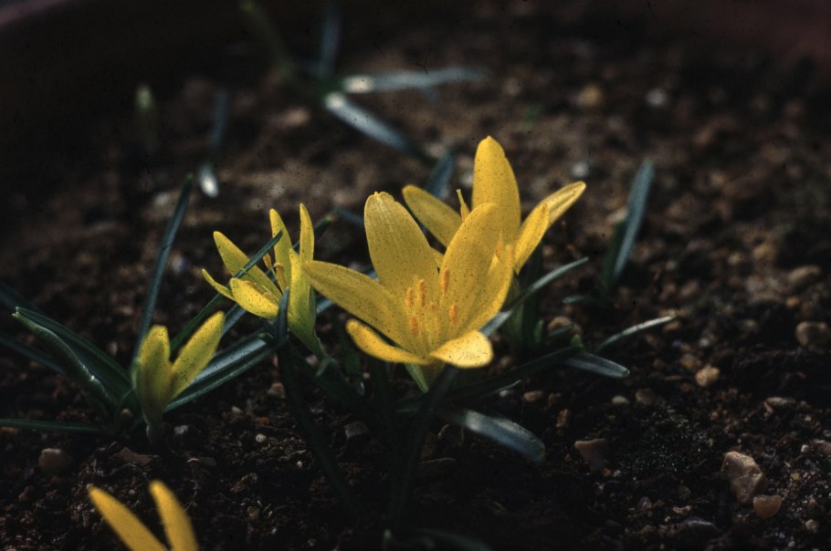 Штернбергия колхикоцветная