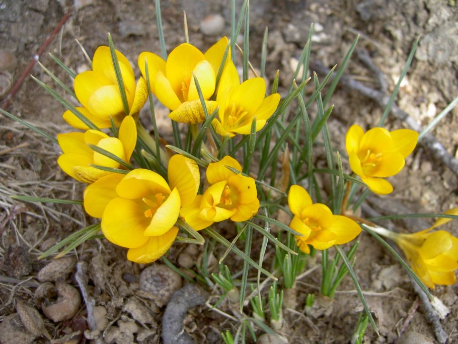 Sternbergia lutea