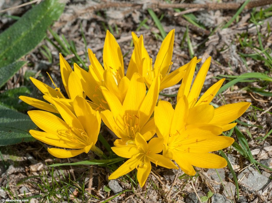 Sternbergia clusiana drawing