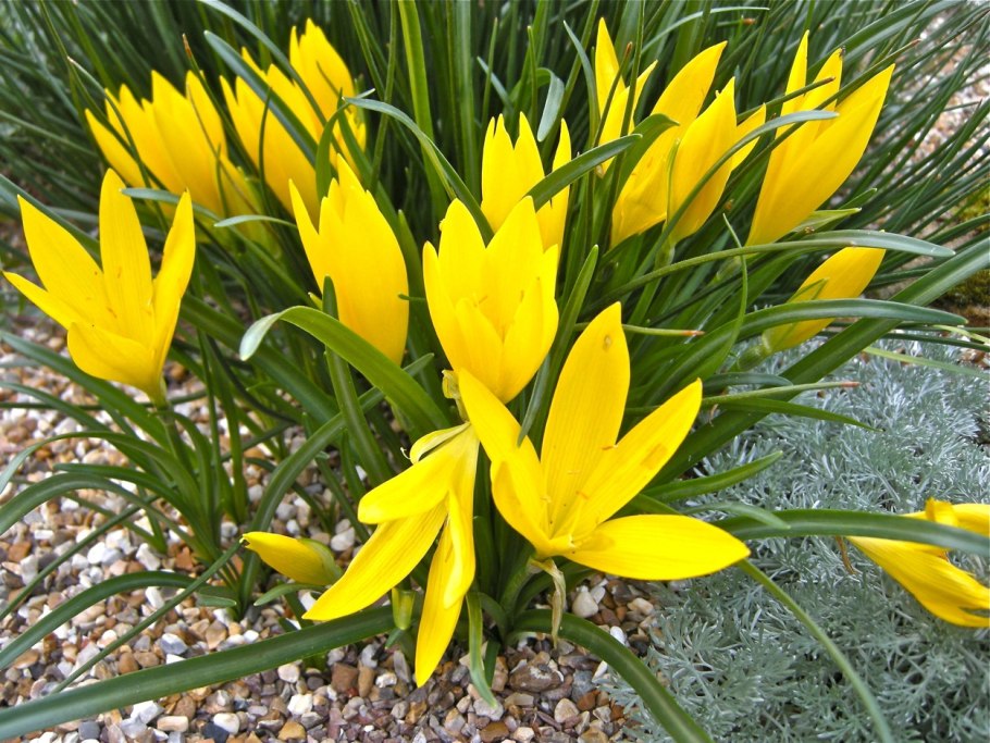 Штернбергия lutea