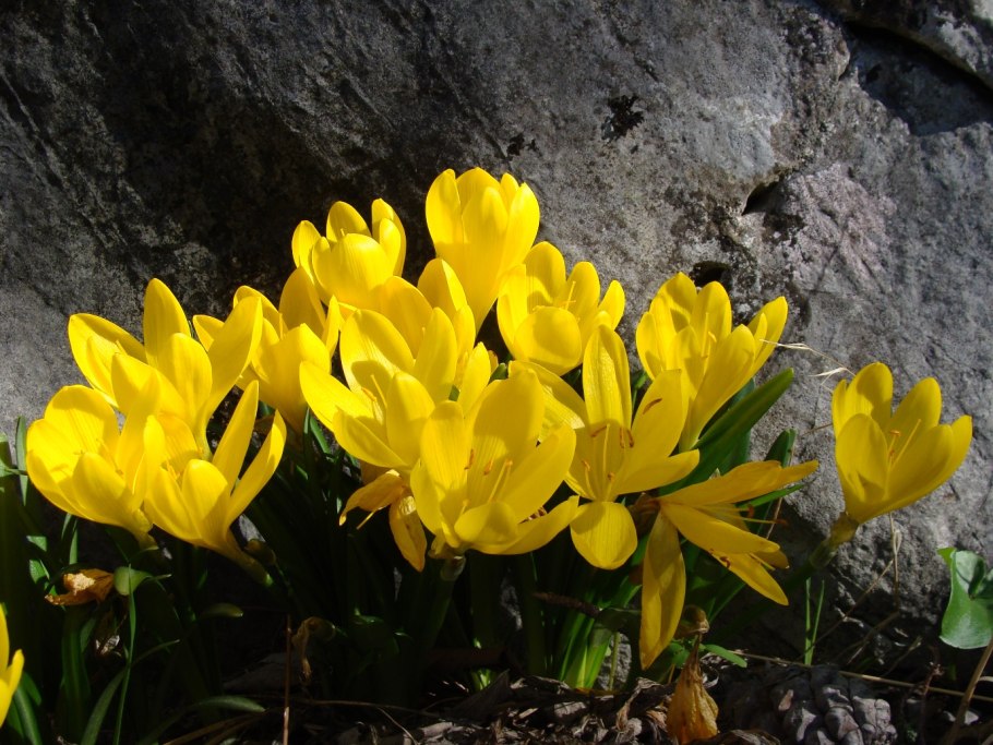 Штернбергия зимовникоцветковая рисунок