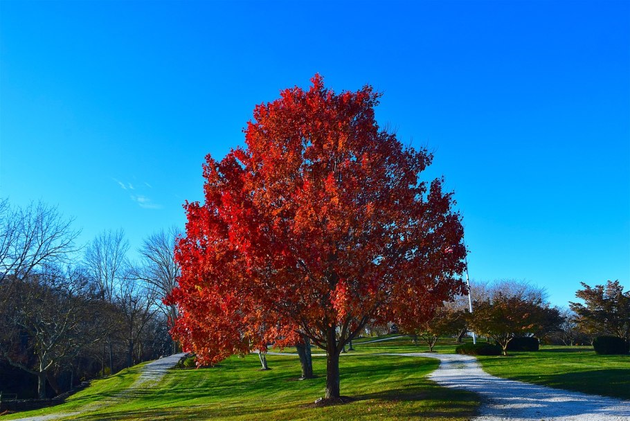Клен Quercus rubra