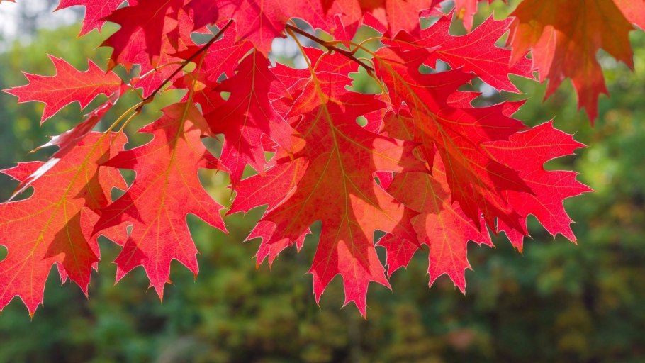Дуб красный Quercus rubra