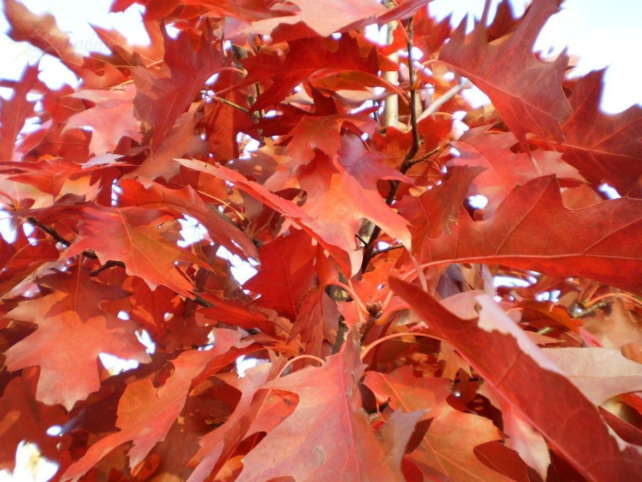 Дуб Quercus rubra