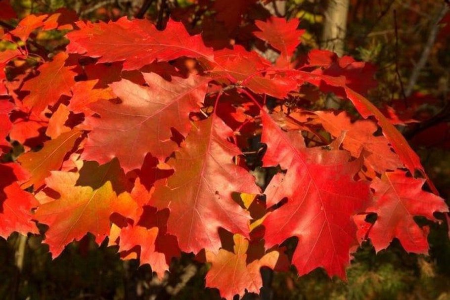 Дуб красный Quercus rubra