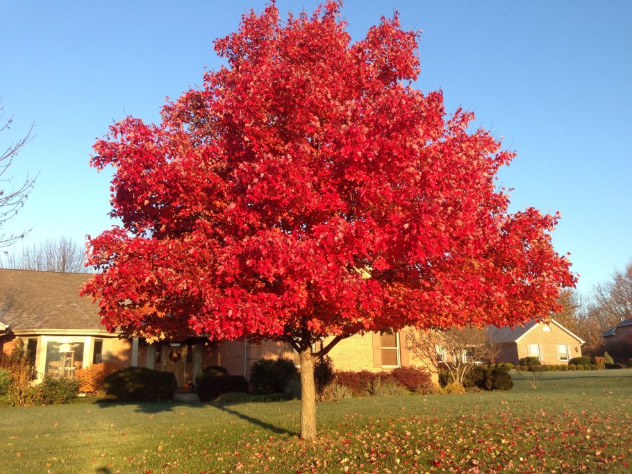 Дуб красный, Северный Quercus rubra