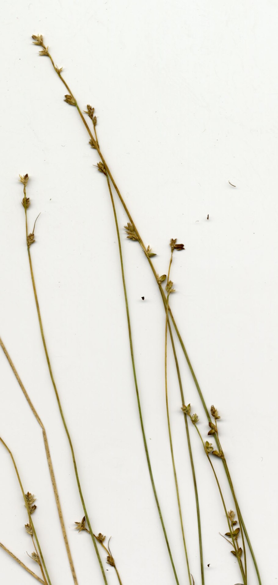 Eleocharis quinqueflora