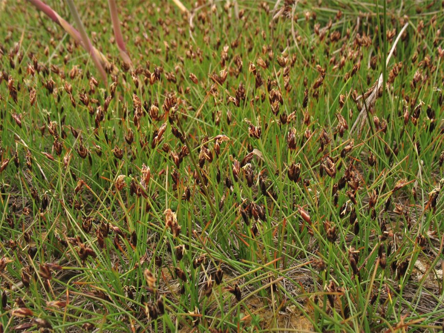 Осока прямостоячая