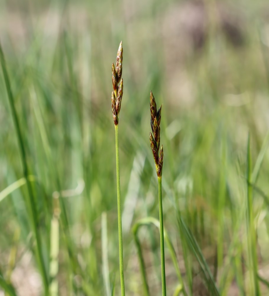 Carex praecox