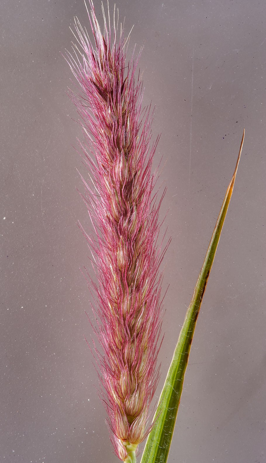 Осока интерьер для рабочего стола