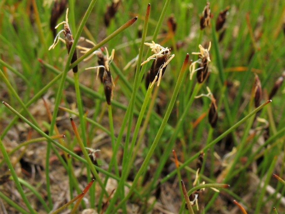 Осока магелланская