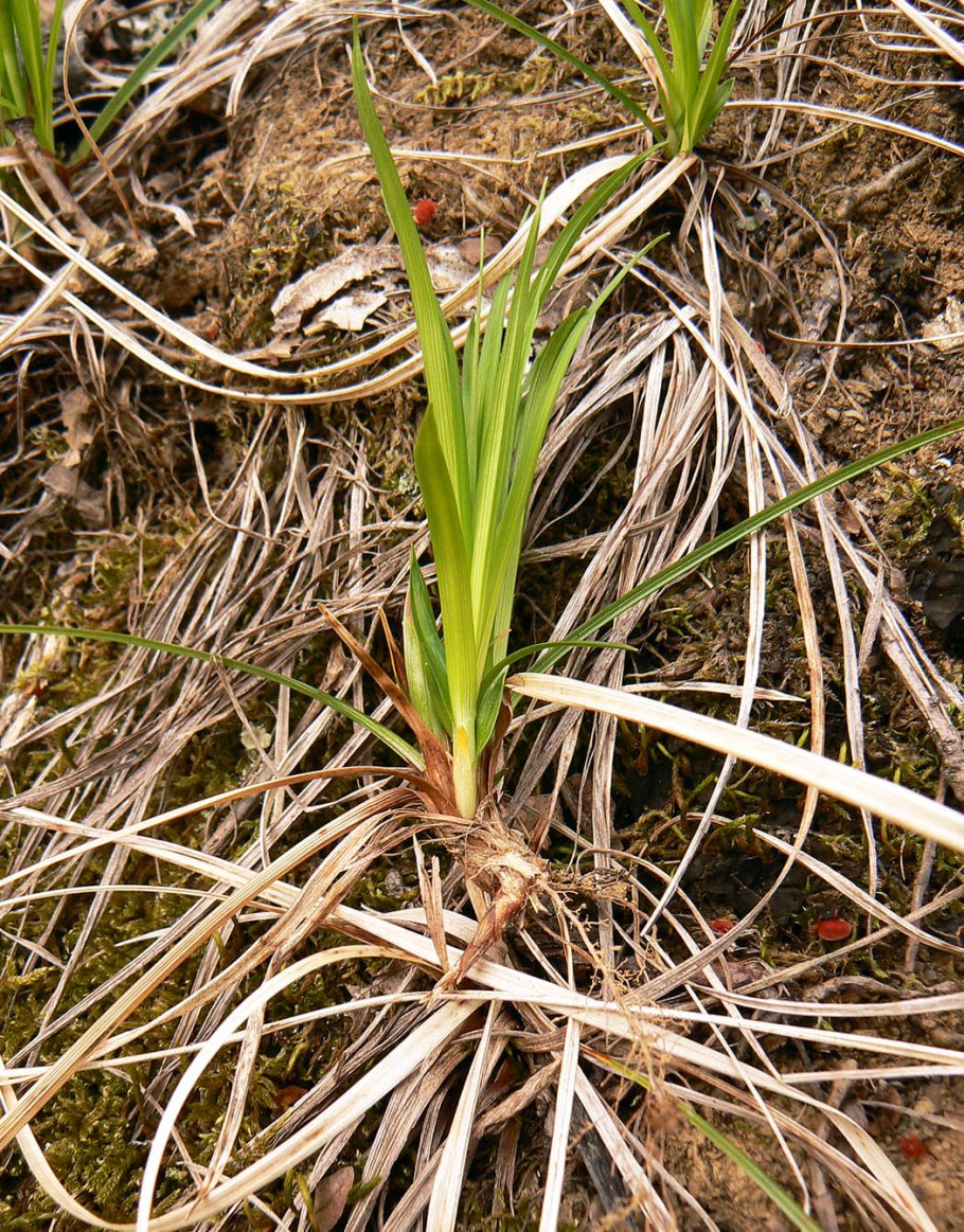 Осока Арнелла (Carex arnellii)