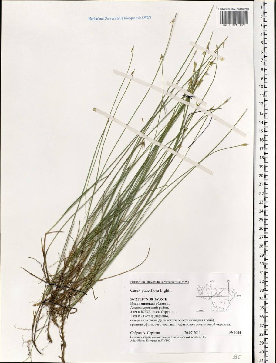 Осока Кобомуги