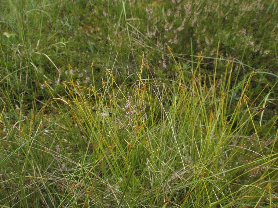 Осока малоцветковая Carex pauciflora