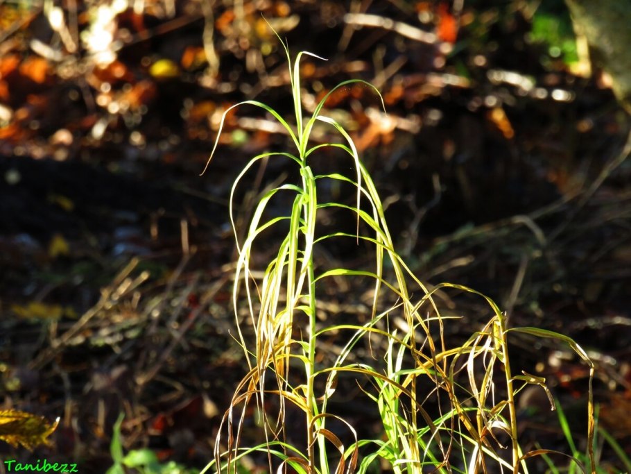 Осока ржаволистная