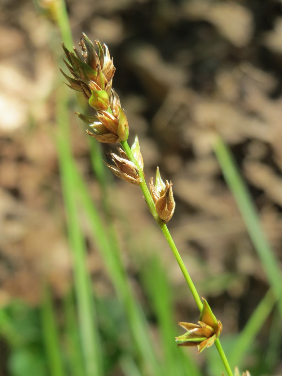 Осока теневая