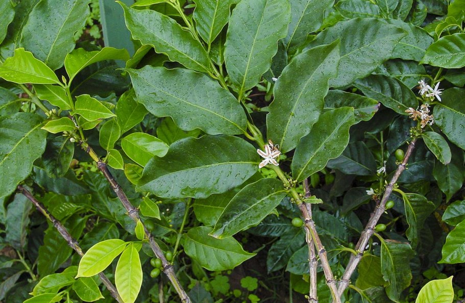 Семейство мареновые кофе