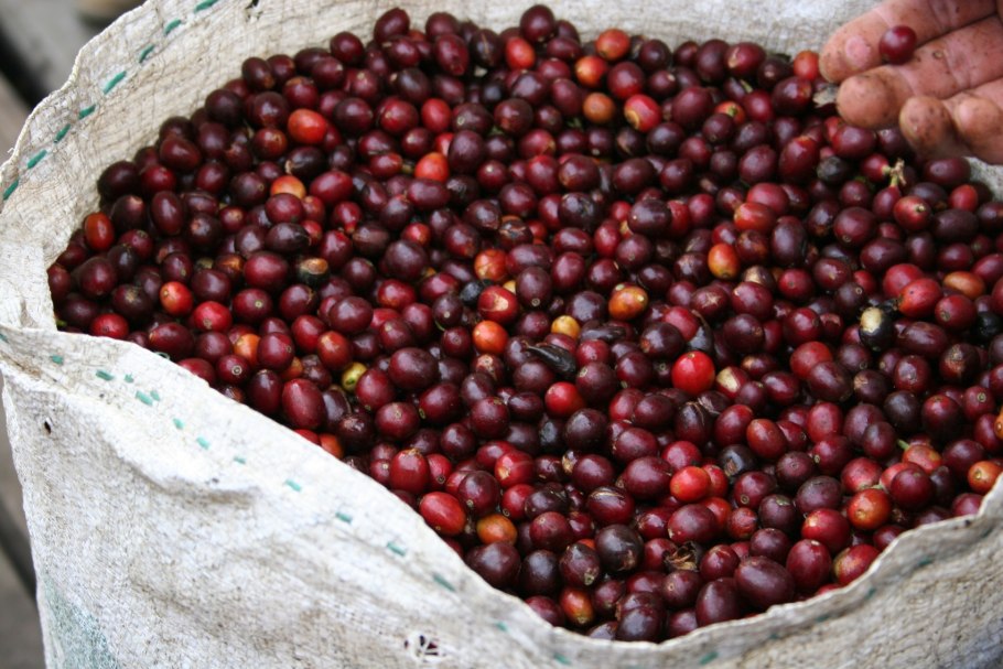 Coffee cherry