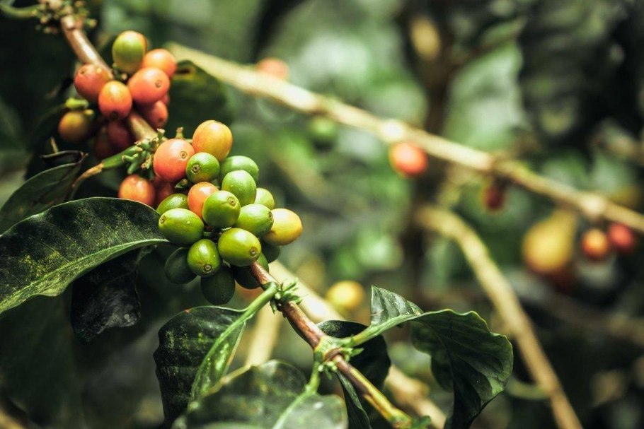 Плод кофейного дерева
