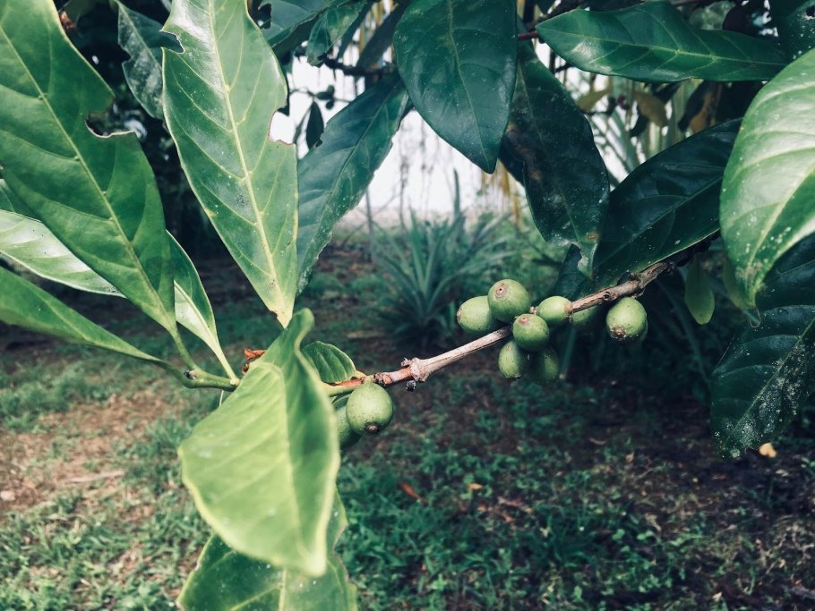 Coffea liberica
