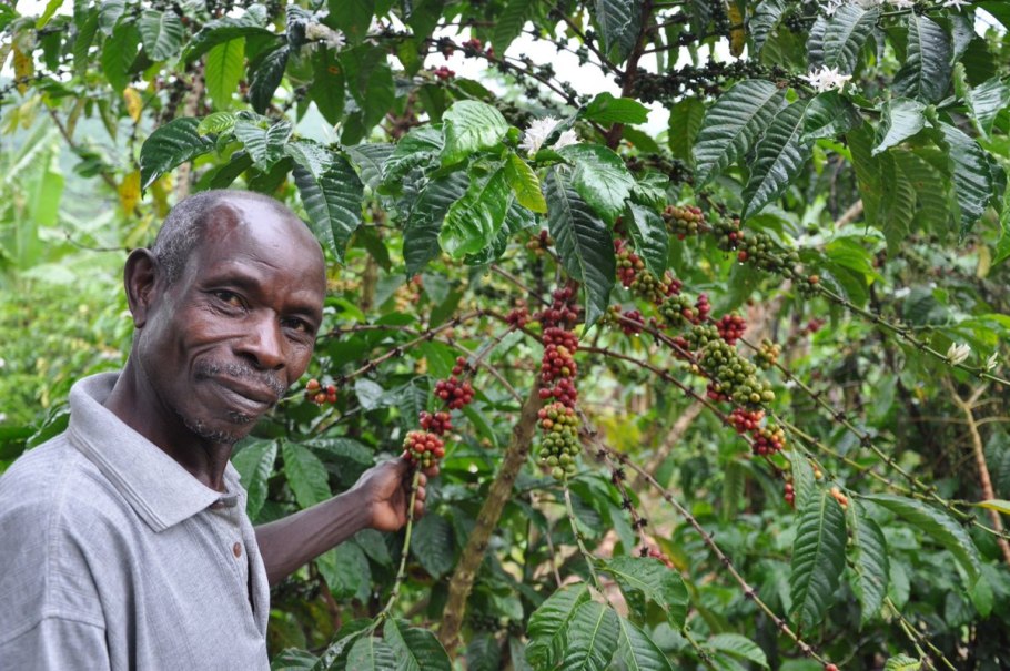 Кения плантации кофе