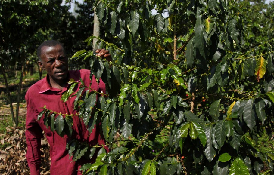 Кофе плантации