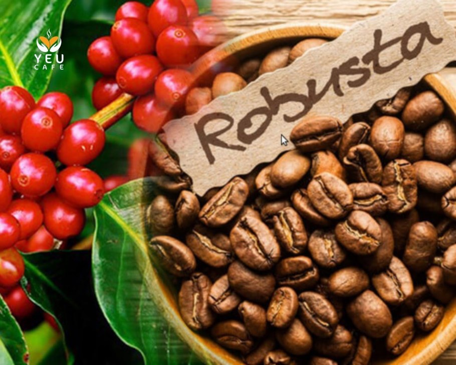 Арабика робуста либерика эксцельза