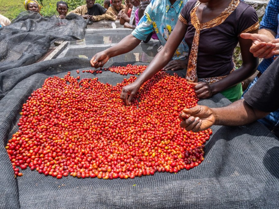 Кофейные плантации в кении