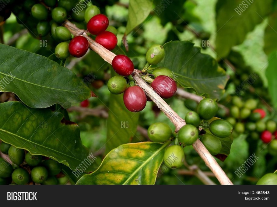 Кофейное дерево робуста