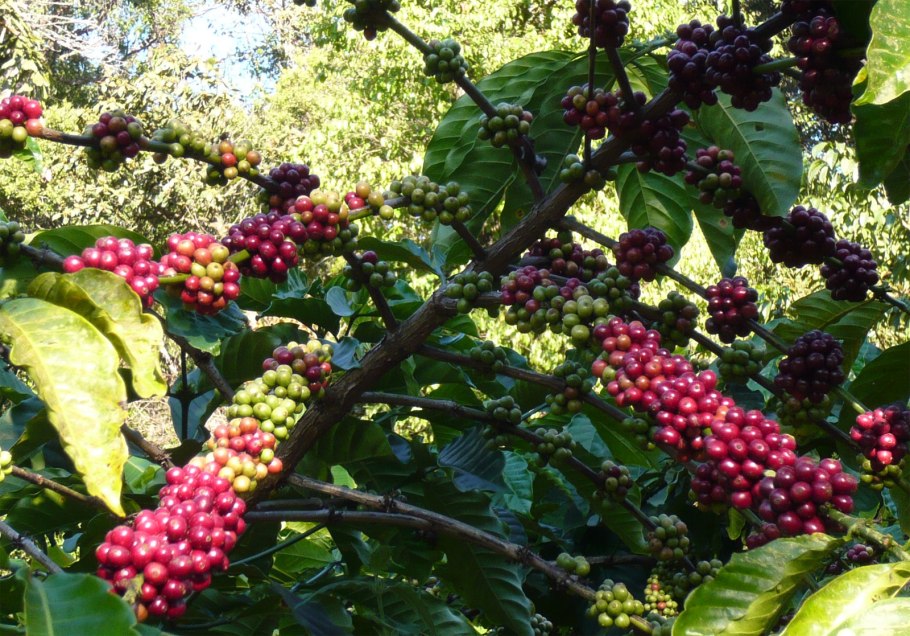 Coffea canephora