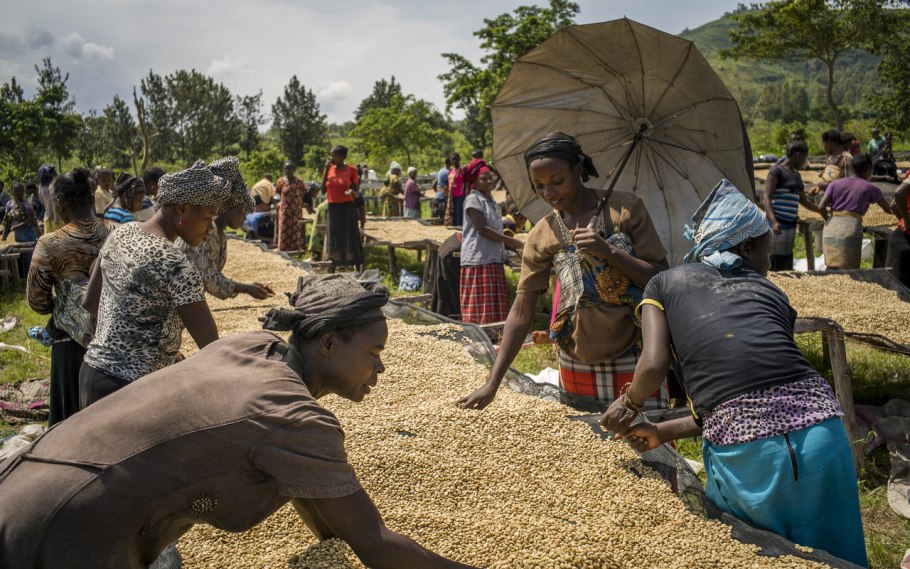 Эфиопия кофейные плантации