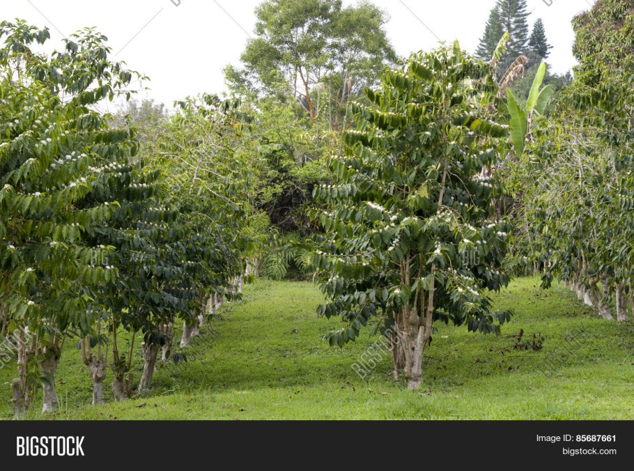 Кофе арабика растение плантация