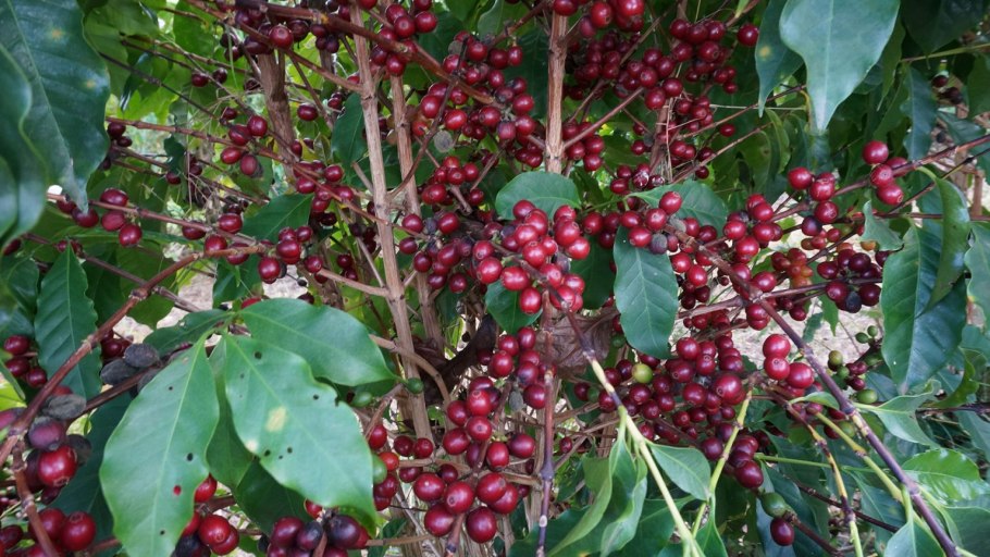 Дерево кофе арабика