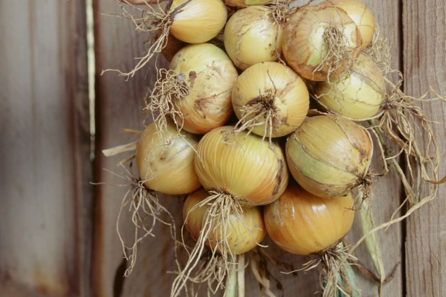 Лук порей соседство