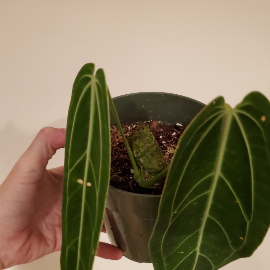 Антуриум паллидифлорум