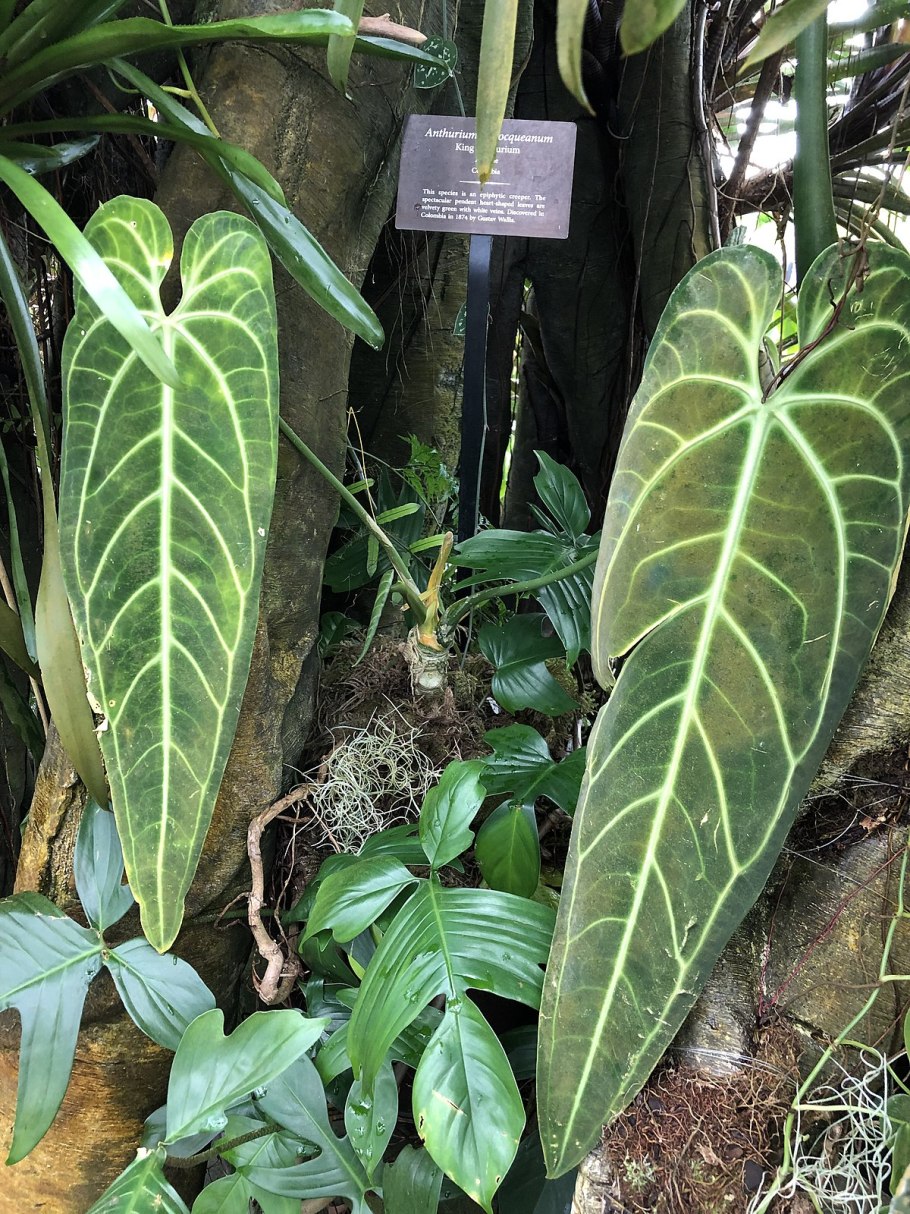 Антуриум warocqueanum